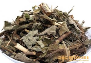 Cây An Xoa Rừng nấu với nước uống có tác dụng điều trị bệnh ung thư gan