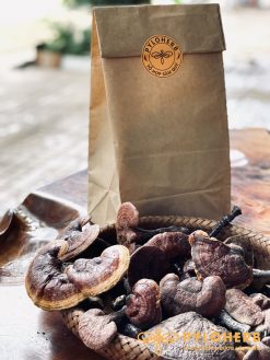 dược liệu sức khỏe đại ngàn pylo