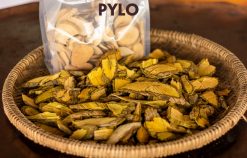 Vàng đắng rừng có thể ngăn ngừa và tiêu diệt ký sinh trùng Amip