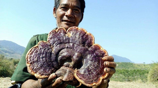 Nấm Hồng Chi mọc nhiều ở các vùng núi cao và lạnh như Trung Quốc cũng như một số tỉnh Việt Nam