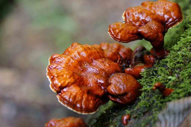 Nấm lim xanh - “Vương dược” rừng chữa bá bệnh của người Việt