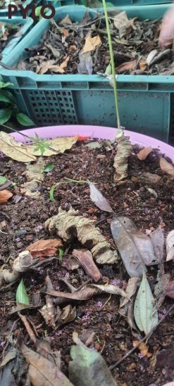 Người thường xuyên mất ngủ nên dùng sâm Ngọc Linh