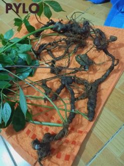 Sâm tốt cho người đang mắc các vấn đề về tim mạch