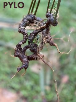 Sâm Ngọc Linh ở rừng chứa nhiều dược tính tốt sức khỏe