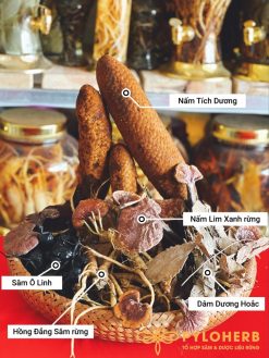 dược liệu sức khỏe đại ngàn