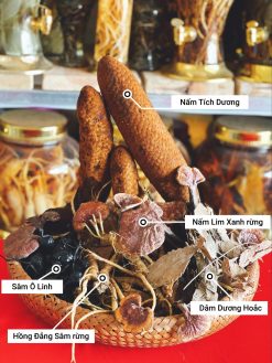 Dược liệu sức khỏe đại ngàn