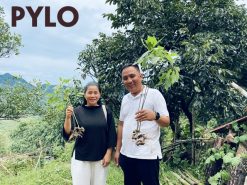 Sâm Ngọc Linh Rừng PyLo