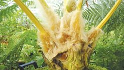 Cẩu tích rừng với lớp lông cu li dày