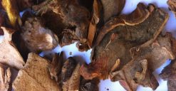 Cẩu tích rừng sấy khô