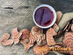 Dược liệu cỏ máu rừng