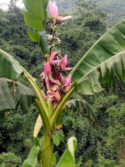 Chuối hột rừng