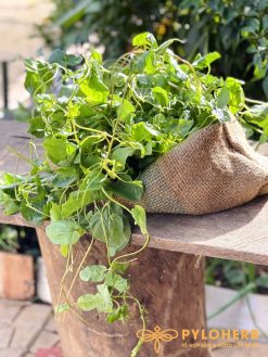 Lá đẳng sâm khô bồi bổ cơ thể hiệu quả