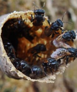 Hình dạng ong Lỗ có nét tương đồng với con ruồi