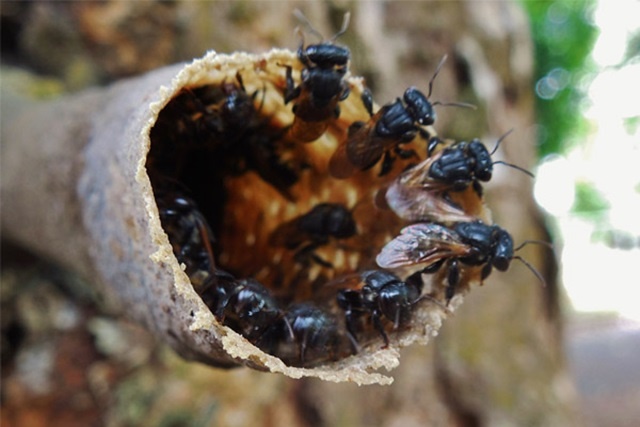 Hình dạng ong Lỗ có nét tương đồng với con ruồi