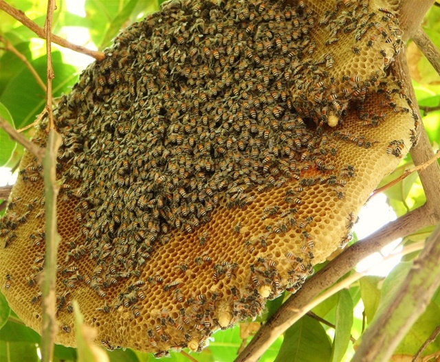 Mật ong rừng nguyên chất được thu hoạch từ tổ ong tự sinh tồn và phát triển