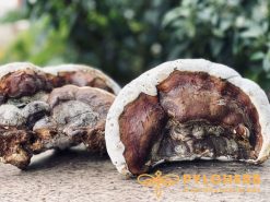 Nấm Hồng Chi Rừng có hơn 200 thành phần có chứa nhiều hoạt chất mang tính dược liệu