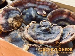 nấm hồng chi rừng