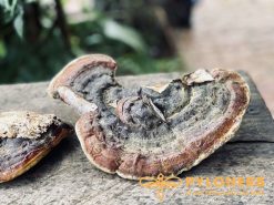 Nấm Hồng Chi Rừng có rất nhiều công dụng trong việc hỗ trợ điều trị và phòng bệnh