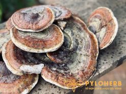 Nấm Hồng Chi có màu sắc sáng, đẹp và mức độ an toàn rất cao