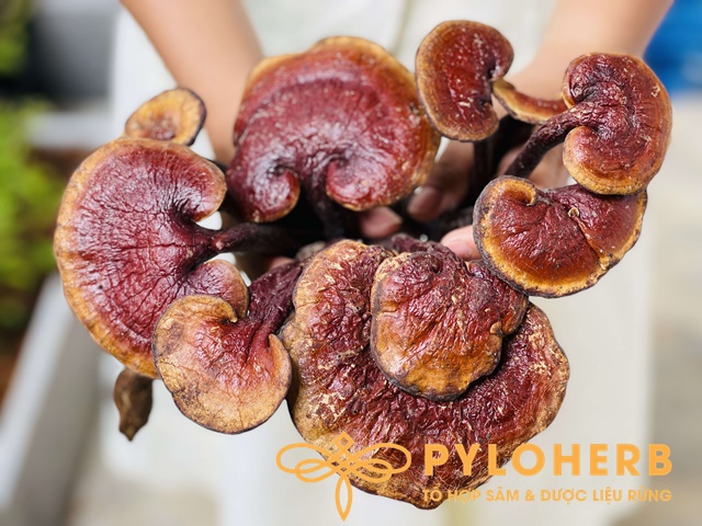 Nấm lim xanh sở hữu hàng trăm thành phần cực kỳ quý