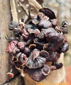 Nấm Cổ Cò Rừng là một trong những loại nấm Linh Chi có chứa nhiều thành phần dược chất cực kỳ quý hiếm