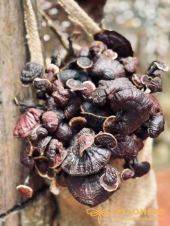 Nấm Cổ Cò Rừng là một trong những loại nấm Linh Chi có chứa nhiều thành phần dược chất cực kỳ quý hiếm