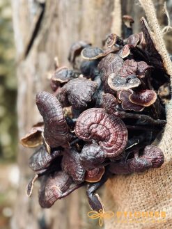 Nấm Cổ Cò Rừng tính bình có vị đắng rất đặc trưng, hậu ngọt, mùi thơm dễ chịu