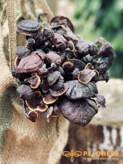 Nấm Cổ Cò Rừng có giá trị rất cao đối với sức khỏe người sử dụng