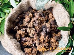 Nấm ngọc cẩu rừng