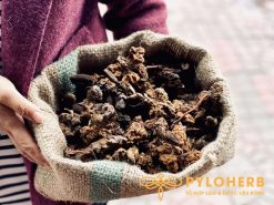 Nấm ngọc cẩu rừng tự nhiên 100%