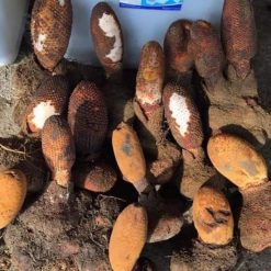 Nấm tích dương rừng - thảo dược chữa yếu sinh lý hàng đầu hiện nay