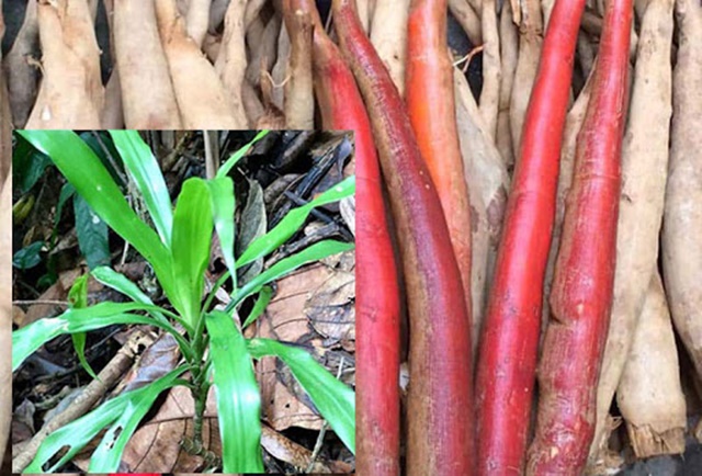 Sâm cau rừng cũng là loại thảo dược quý của Việt Nam