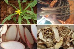 Sâm cau rừng chữa yếu sinh lý hiệu quả