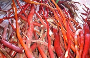 Sâm cau có chứa nhiều dược tính