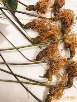 Cải thiện nhanh và khắc phục chứng yếu sinh lý nam giới