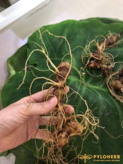 Thảo dược chống thiếu máu, bồi bổ khí huyết