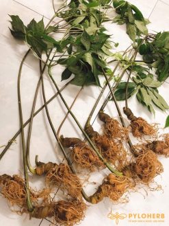 Sâm Ngọc Linh bán tự nhiên