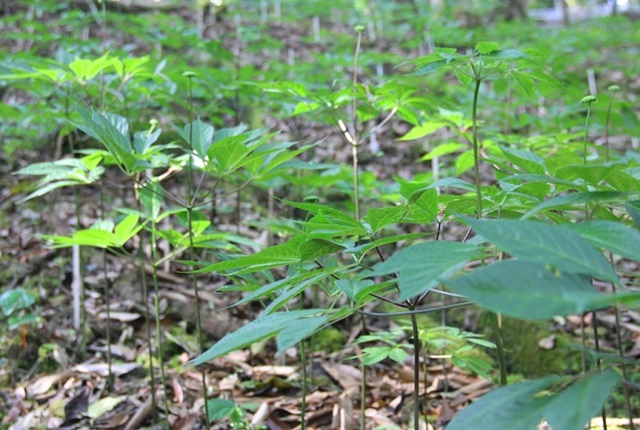 Cây sâm Ngọc Linh rừng thường mọc ở độ cao từ 1000-2000m