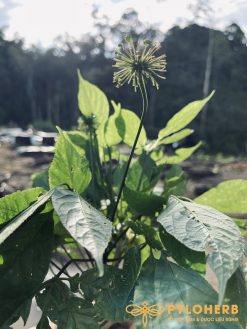 Sâm Ngọc Linh trồng là một loại dược liệu quý với hàm lượng dưỡng chất cao