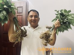 Sâm Ngọc Linh trồng dạng tươi