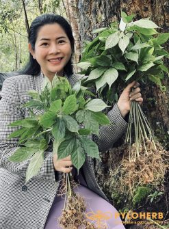 Sâm Ngọc Linh