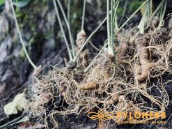 Sâm Ngọc Linh trồng