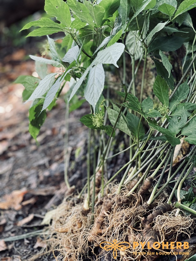 Sâm Ngọc Linh trồng lấy hạt giống từ sâm rừng, trồng ở ven bìa rừng hoặc trong rừng ở các điều kiện thổ nhưỡng khắt khe