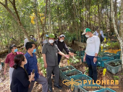 Chủ Tịch tỉnh Komtum tới thăm vườn sâm PyLoHerb