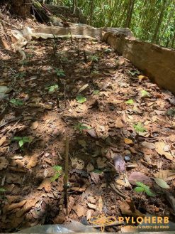 Chủ Tịch tỉnh Komtum tới thăm vườn sâm PyLoHerb