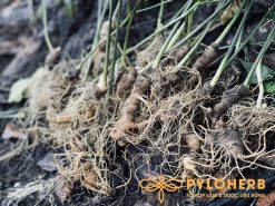 Tăng cường hệ miễn dịch, bồi bổ cơ thể