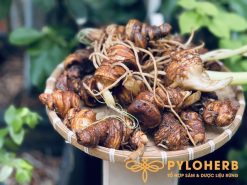 Thất diệp nhất chi hoa rừng - một loại thảo dược quý đa công dụng