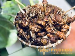 Có thể tìm thấy thất diệp nhất chi hoa rừng ở vùng núi Sapa - Tây Bắc Việt Nam