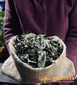 Xạ đen rừng có dược tính tốt, chữa được nhiều bệnh