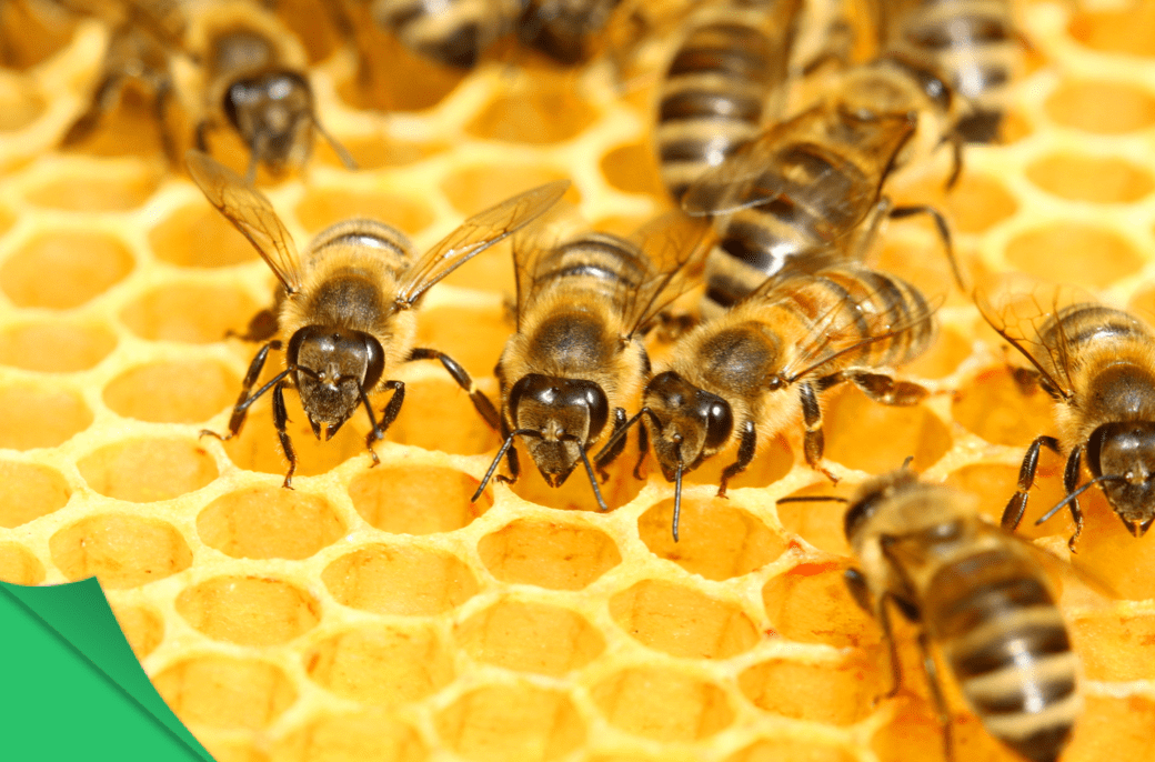 National Honey Board: Vượt qua đường trắng, mật ong là chất làm ngọt được yêu thích số 1 ở Mỹ